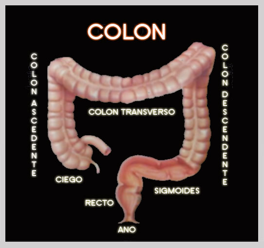 Las partes del colon